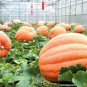 Big Max Pumpkin, Cucurbita pepo Big Max, Seeds (up to 100 pounds)