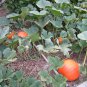 Big Max Pumpkin, Cucurbita pepo Big Max, Seeds (up to 100 pounds)