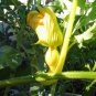 Big Max Pumpkin, Cucurbita pepo Big Max, Seeds (up to 100 pounds)