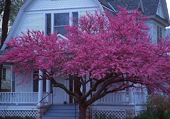 Eastern Red Bud, Cercis canadensis, Tree Seeds (Fast, Showy, Fall Color)
