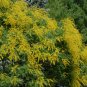 Golden Raintree, Koelreuteria paniculata, Tree Seeds (Fast, Fall Color, Showy)