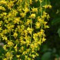 Golden Raintree, Koelreuteria paniculata, Tree Seeds (Fast, Fall Color, Showy)