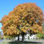 Golden Raintree, Koelreuteria paniculata, Tree Seeds (Fast, Fall Color, Showy)