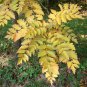 Golden Raintree, Koelreuteria paniculata, Tree Seeds (Fast, Fall Color, Showy)