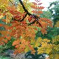 Golden Raintree, Koelreuteria paniculata, Tree Seeds (Fast, Fall Color, Showy)