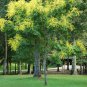 Golden Raintree, Koelreuteria paniculata, Tree Seeds (Fast, Fall Color, Showy)