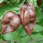 Golden Raintree, Koelreuteria paniculata, Tree Seeds (Fast, Fall Color, Showy)