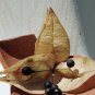 Golden Raintree, Koelreuteria paniculata, Tree Seeds (Fast, Fall Color, Showy)
