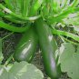 Squash - Black Beauty Zucchini, (Cucurbita pepo), Seeds