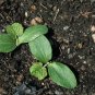 Squash - Black Beauty Zucchini, (Cucurbita pepo), Seeds