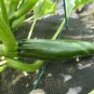 Squash - Black Beauty Zucchini, (Cucurbita pepo), Seeds