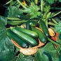 Squash - Black Beauty Zucchini, (Cucurbita pepo), Seeds