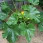 Squash - Black Beauty Zucchini, (Cucurbita pepo), Seeds