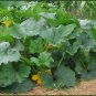 Squash - Black Beauty Zucchini, (Cucurbita pepo), Seeds