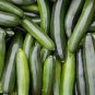 Squash - Black Beauty Zucchini, (Cucurbita pepo), Seeds