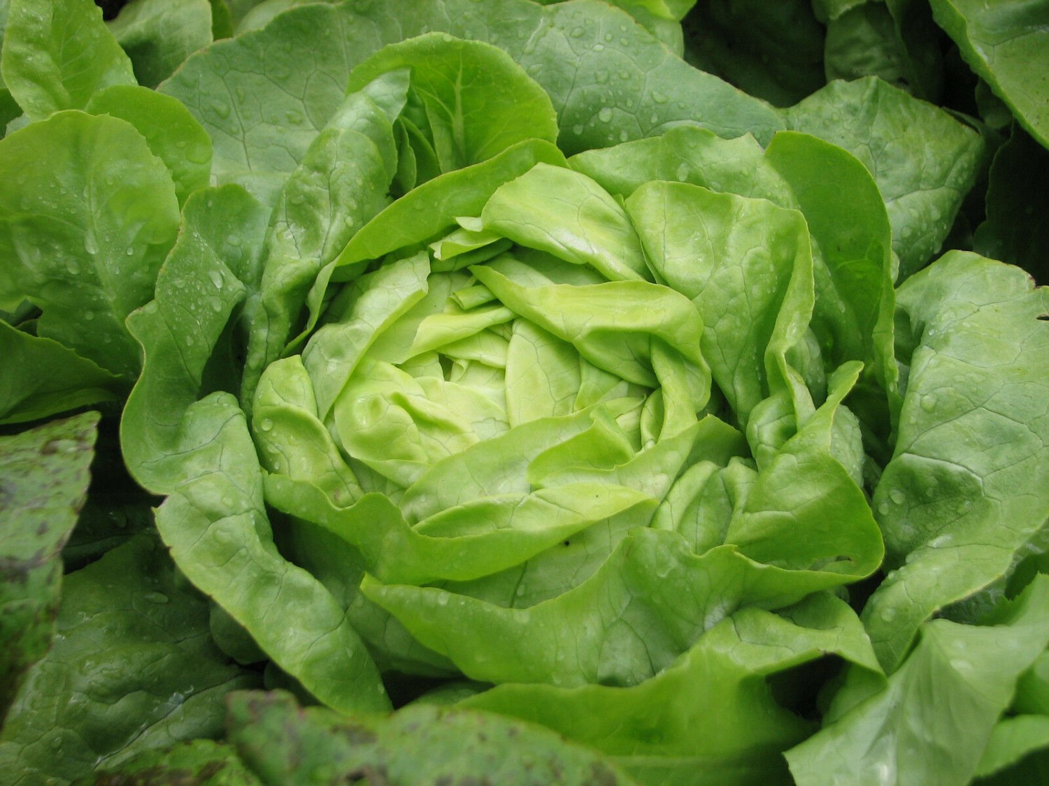 Lettuce Seeds Buttercrunch (Boston Type)