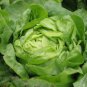 Lettuce Seeds - Buttercrunch (Boston Type)