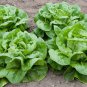 Lettuce Seeds - Buttercrunch (Boston Type)