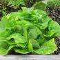 Lettuce Seeds - Buttercrunch (Boston Type)