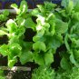 Lettuce Seeds - Buttercrunch (Boston Type)