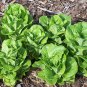 Lettuce Seeds - Buttercrunch (Boston Type)