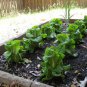 Lettuce Seeds - Buttercrunch (Boston Type)