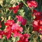 Fragrant Sweet Pea - Royal Family Mix, (Lathyrus odoratus), Vine Seeds (Showy)