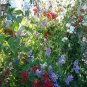 Fragrant Sweet Pea - Royal Family Mix, (Lathyrus odoratus), Vine Seeds (Showy)