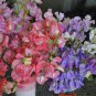 Fragrant Sweet Pea - Royal Family Mix, (Lathyrus odoratus), Vine Seeds (Showy)