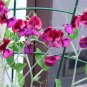 Fragrant Sweet Pea - Royal Family Mix, (Lathyrus odoratus), Vine Seeds (Showy)