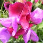 Fragrant Sweet Pea - Royal Family Mix, (Lathyrus odoratus), Vine Seeds (Showy)