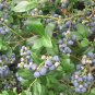 Lowbush Blueberry, Vaccinium angustifolium, Seeds (Edible, Showy, Fall Color)