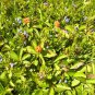 Lowbush Blueberry, Vaccinium angustifolium, Seeds (Edible, Showy, Fall Color)