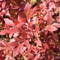 Lowbush Blueberry, Vaccinium angustifolium, Seeds (Edible, Showy, Fall Color)