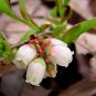 Lowbush Blueberry, Vaccinium angustifolium, Seeds (Edible, Showy, Fall Color)