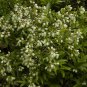 Lowbush Blueberry, Vaccinium angustifolium, Seeds (Edible, Showy, Fall Color)