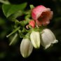 Lowbush Blueberry, Vaccinium angustifolium, Seeds (Edible, Showy, Fall Color)