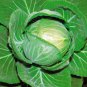 Cabbage Seeds - Copenhagen Market