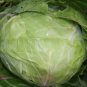 Cabbage Seeds - Copenhagen Market