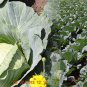 Cabbage Seeds - Copenhagen Market