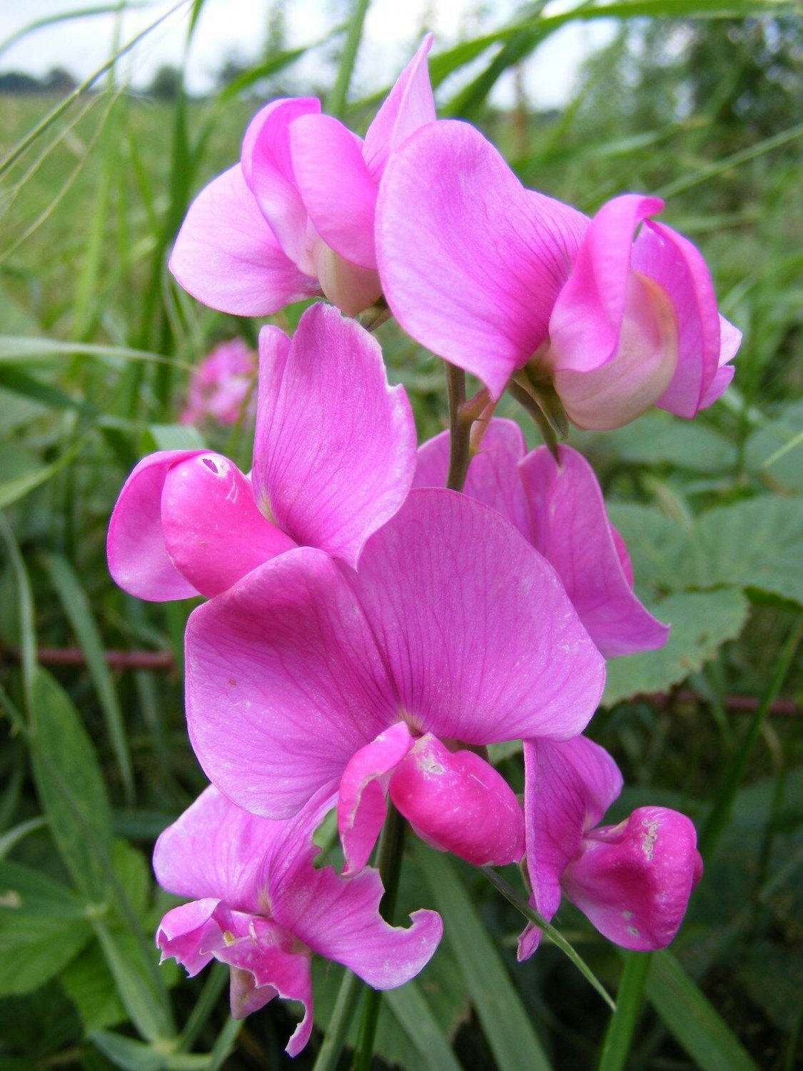 Everlasting Pea, (Perennial Pea), Lathyrus latifolius, Vine Seeds (Showy)