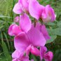 Everlasting Pea, (Perennial Pea), Lathyrus latifolius, Vine Seeds (Showy)