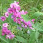 Everlasting Pea, (Perennial Pea), Lathyrus latifolius, Vine Seeds (Showy)