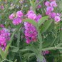 Everlasting Pea, (Perennial Pea), Lathyrus latifolius, Vine Seeds (Showy)