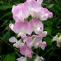 Everlasting Pea, (Perennial Pea), Lathyrus latifolius, Vine Seeds (Showy)