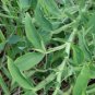 Everlasting Pea, (Perennial Pea), Lathyrus latifolius, Vine Seeds (Showy)