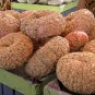 Galeux D' Eysines Squash, (Peanut Pumpkin), Cucurbita maxima, Seeds