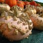 Galeux D' Eysines Squash, (Peanut Pumpkin), Cucurbita maxima, Seeds