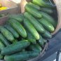 Cucumber Seeds - Marketmore 76, (Cucumis sativus)