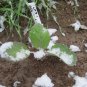 Cauliflower Seeds - Early Snowball Y